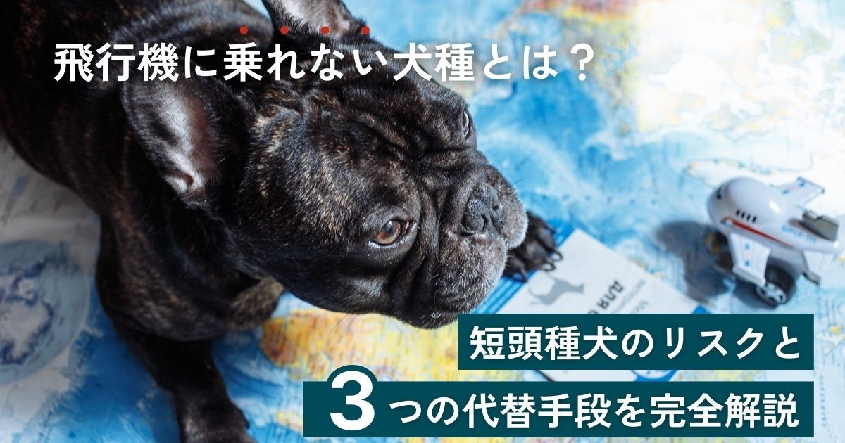 動かない犬 飛行機に乗れない犬種とは？短頭種犬のリスクと3つの代替手段を完全