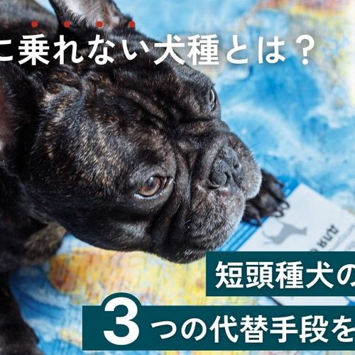 飛行機に乗れない犬種とは？短頭種犬のリスクと3つの代替手段を完全