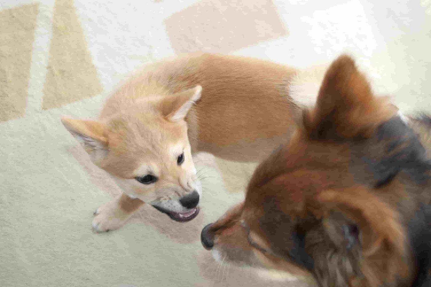 犬同士 仲悪い サイン